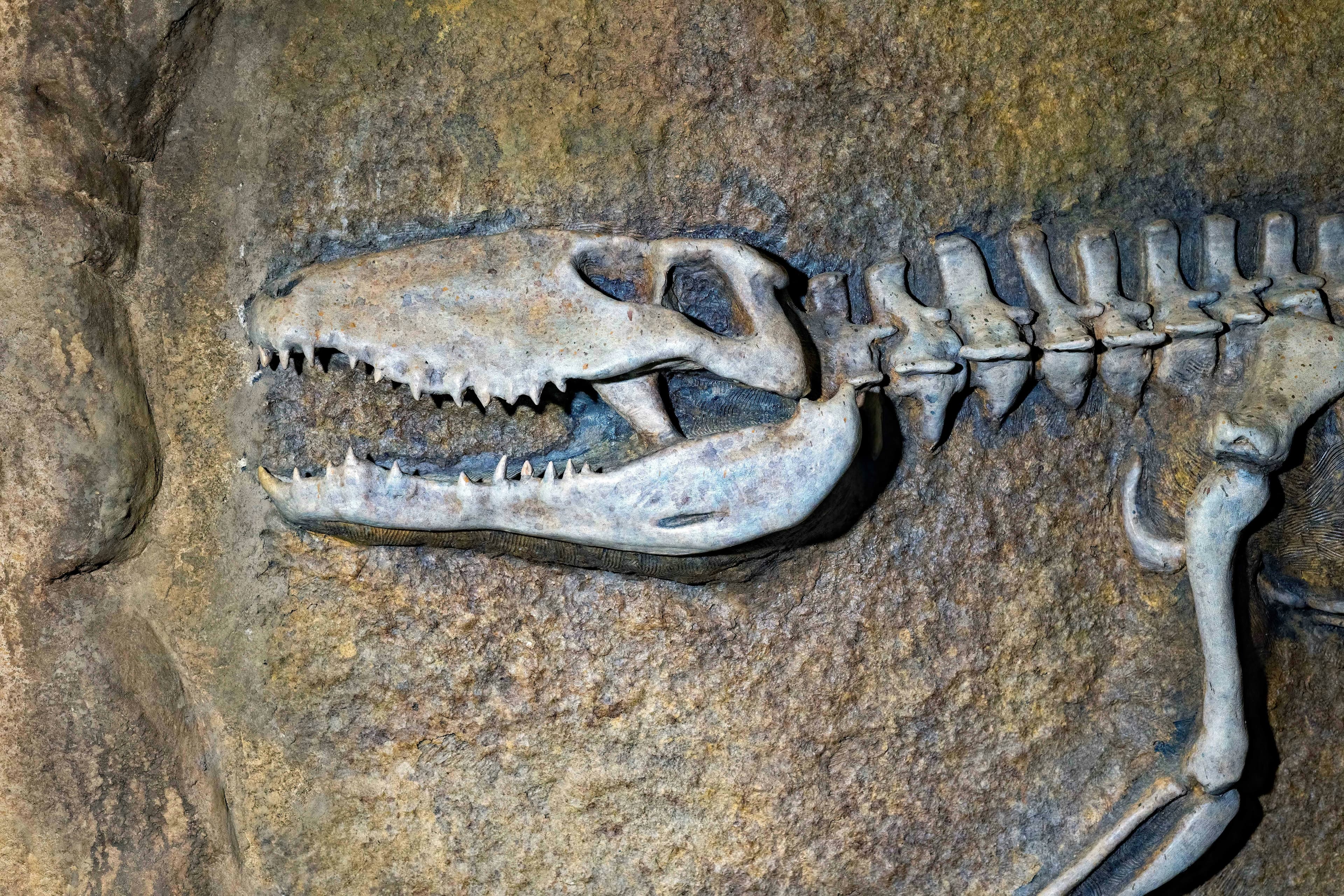 Dinosaur fossil discoveries reshaping the Jurassic period