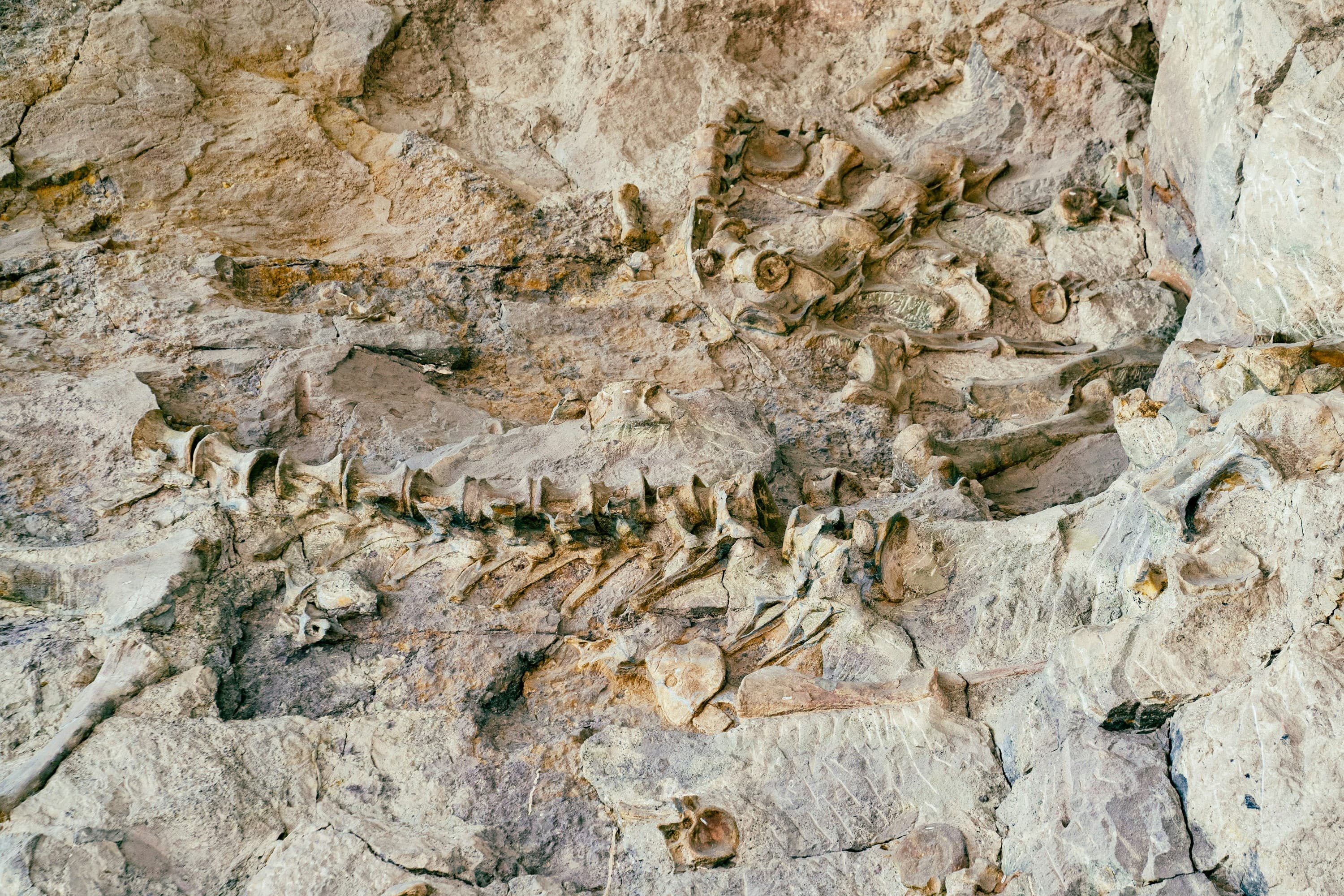 How researchers decode ancient ecosystems from trace fossils