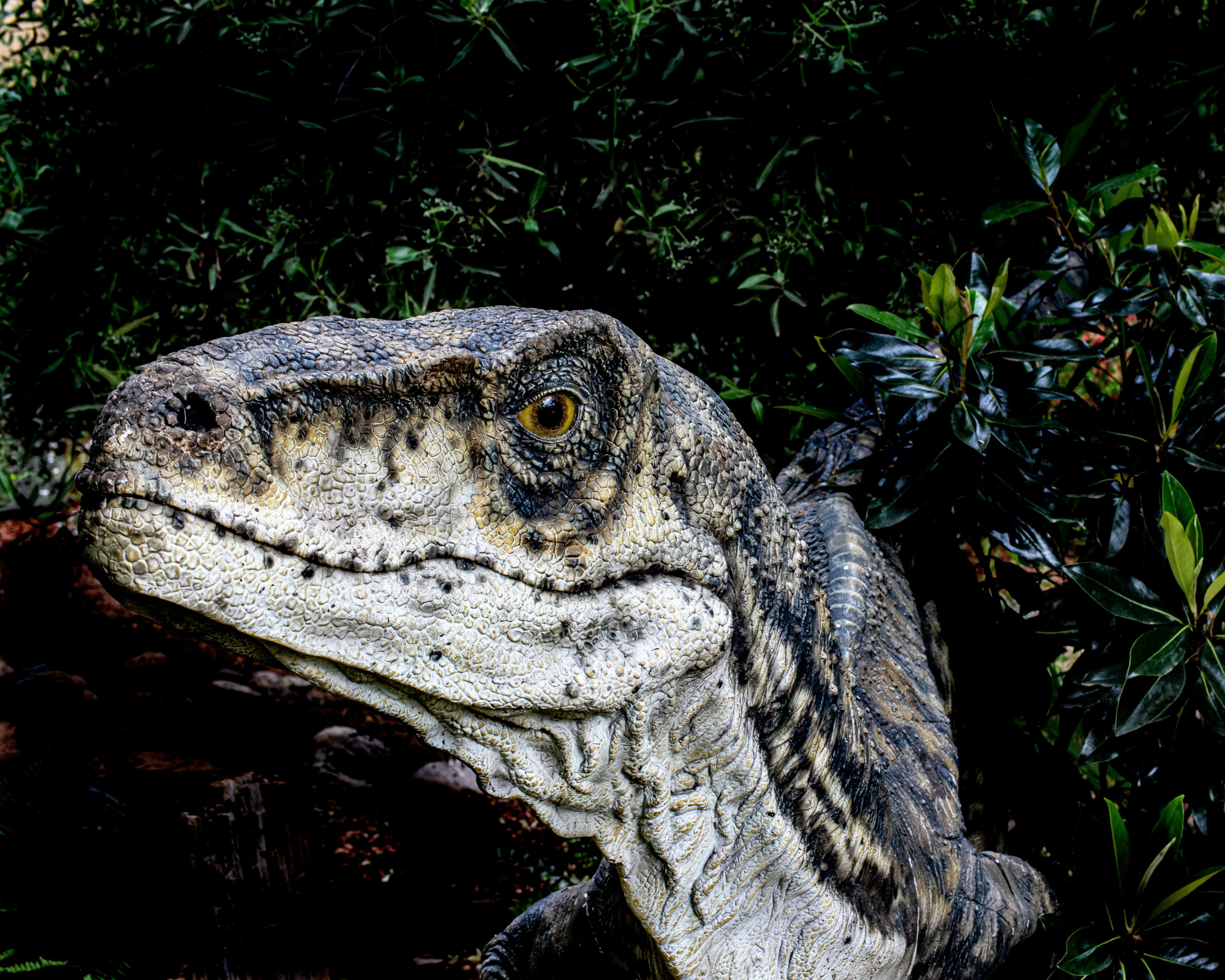 Velociraptor dinosaur